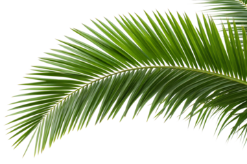Palm Tree Branch with Green Leaves, Tropical Foliage, Exotic Plant, Summer Vibes