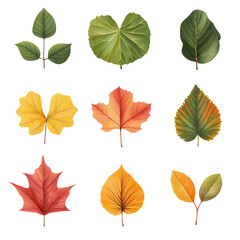 Obraz premium Diverse Collection of Colorful Leaves in Various Shapes and Sizes