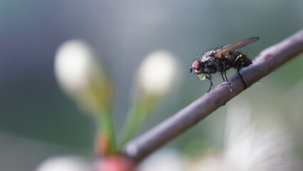 A fly on a branch of a blossoming apple tree drinks a drop of water, close-up