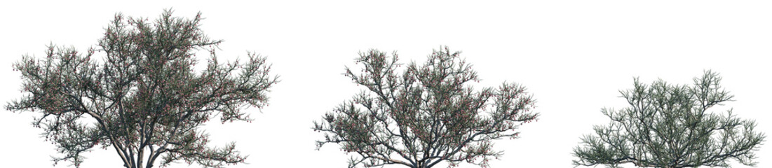 Set of Calligonum junceum frontal isolated png on a transparent background perfectly cutout high...