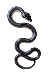 Obraz premium A black snake isolated at the transparent background. The minimalistic image of serpent animal, png