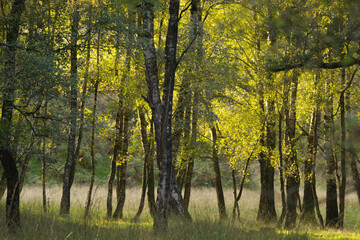 Obraz premium Sunshine on the treetops, sunshine on leaves, forest, beautiful landscape, colourful trees, larches, birches, beautiful tree landscape, beauty of trees, forest scenery, bright light in nature