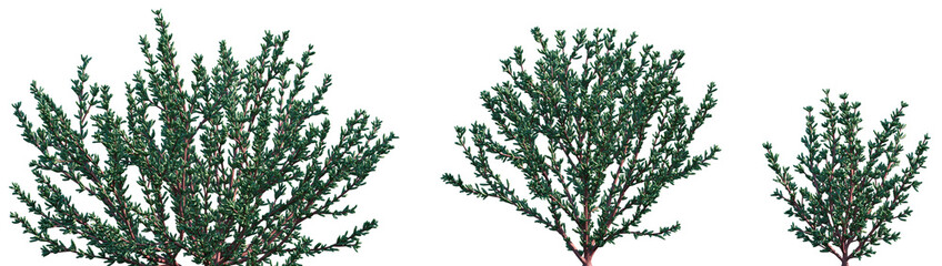 Set of Halogeton glomeratus (common names saltlover, Aral barilla, and halogeton) frontal isolated png on a transparent background perfectly cutout