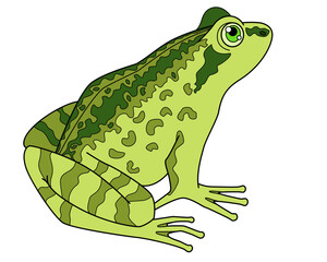 Grass frog, amphibious animal - vector full color picture. Toad or common frog, a small amphibious animal.	