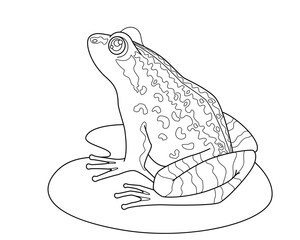 Frog on a leaf of a water lily - a vector linear picture for a coloring book, logo or pictogram. Outline. Toad or frog, small amphibious animal for coloring book	