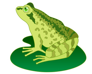 Frog on a leaf of a water lily - vector full color picture. Toad or frog, a small amphibious animal sits on a leaf of a water lily	