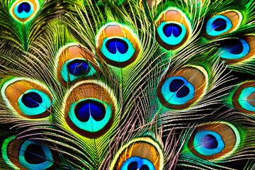 Texture of a peacock feather from the tail of an exotic bird. The background is a close-up of a multicolored iridescent eye of a feather animal.