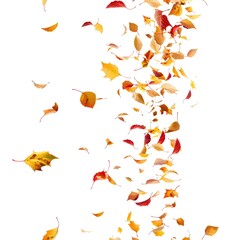 Red and yellow autumn tree leaves in the air white background.