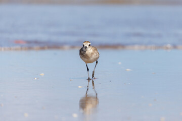 Front view of a American Golden Plover (Pluvialis dominica) on the beach with the sea in the background.