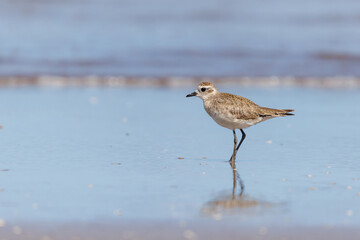 American Golden Plover (Pluvialis dominica) on the beach with the sea in the background.