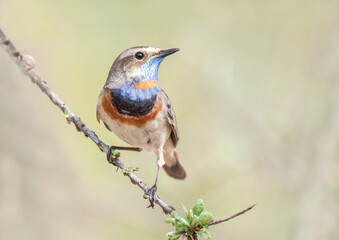 robin on a branch