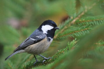 A cute coal tit sits on a spruce twig. A tiny titmouse in its nature habitat. Periparus ater