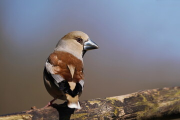 A female hawfinch sits on the branch. Coccothraustes coccothraustes.  Wildlife scene from nature. Spring in the nature.