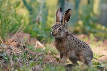 A cute young european hare sits on the field. Lepus europaeus. Wildlife scene with a baby hare