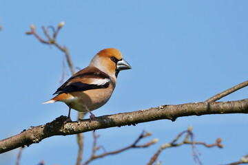 A male hawfinch sits on the branch. Coccothraustes coccothraustes.  Wildlife scene from nature. Spring in the nature.