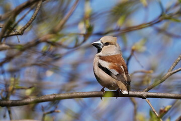 A female hawfinch sits on the branch. Coccothraustes coccothraustes.  Wildlife scene from nature. Spring in the nature.