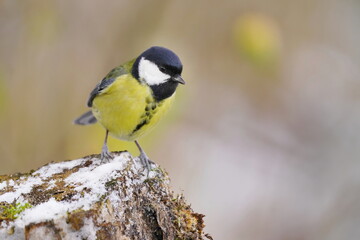 Obraz premium A cute great tit sits on a piece of tree stump. Portrait of a colorful titmouse. Parus major