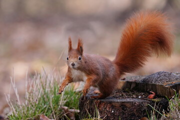 A cute europeaan red squirrel is jumping from a tree stump. Sciurus vulgaris