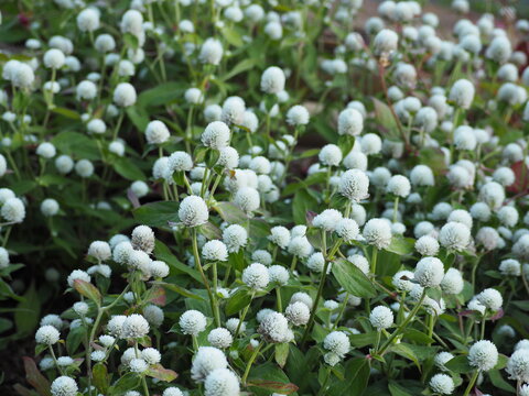 White of globe amaranth. Bachelor Button full bloom in garden. Gomphrena globosa is herbaceous plant. Flowers are in round clusters.  Everlasting shape of flowers is rather round. Long-lasting flowers
