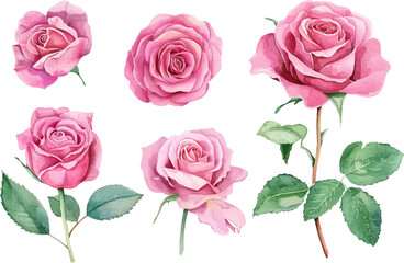 bouquet of pink roses
