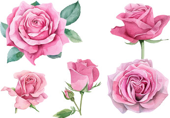 pink roses on white