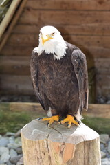 portrait of a eagle