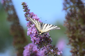 Fleurs  avec papillon