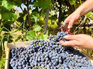 Farmer hand. Grapes being harvested in a vineyard in the fall. Grape harvest scissors