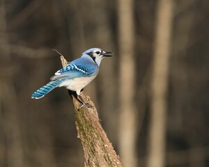 Blue Jay Perched in Forest