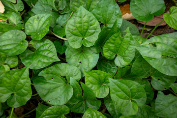 green leaves background