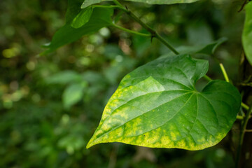 green leaves background