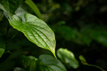 green leaves background