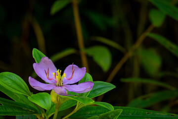 Melastoma malabathricum