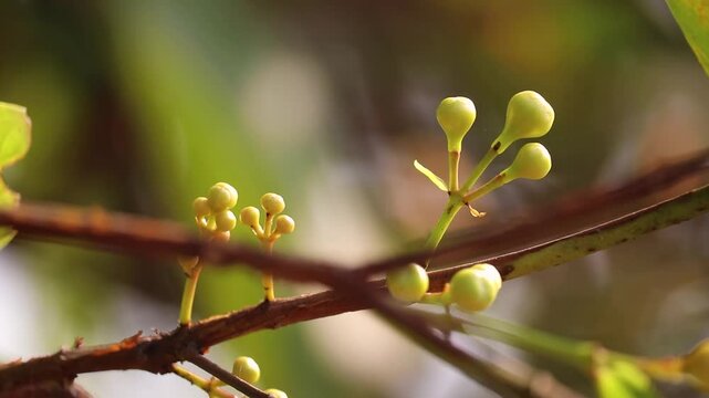 Java appale, wax apple , Syzygium samarangense fruits on tree. The tree is mostly grown in tropical areas and can grow upto 12 m. The fruit is also called Semarang rose-apple, and wax jambu