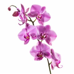 Purple orchid branch with multiple blooming flowers and buds isolated on a white background
