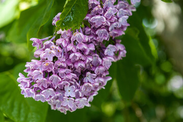 Lilac