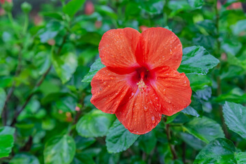 Red hibiscus Hibiscus rosa-sinensis flower. Its flowers bloom in summer and autumn. © kvdkz
