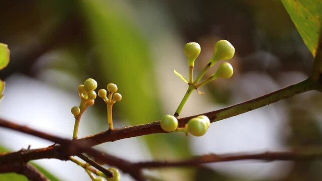 Java appale, wax apple , Syzygium samarangense fruits on tree. The tree is mostly grown in tropical areas and can grow upto 12 m. The fruit is also called Semarang rose-apple, and wax jambu