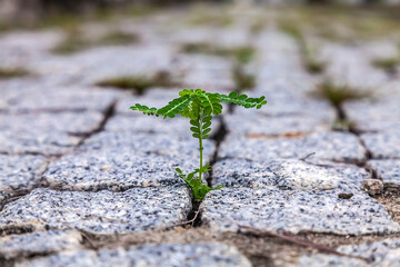 A vibrant green plant emerges from a crack in the concrete pavement, demonstrating nature's ability to thrive in unexpected places.