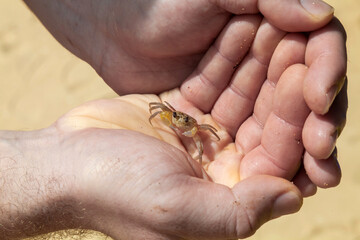 A friendly baby crab wants to play with you and spend some time together in the beach.