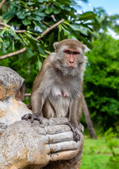 Close up of a monkey looking forward. Monkey sitting against forest background. Bokeh background