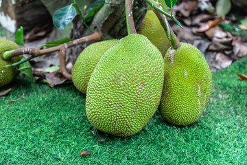 raw jackfruit on tree in garden farm