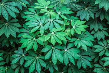 Cassava leaves (Manihot utilissima (italic))