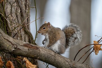 Squirrel perched on a tree branch in a forest setting.