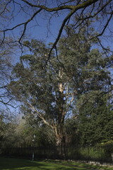 trees in the park