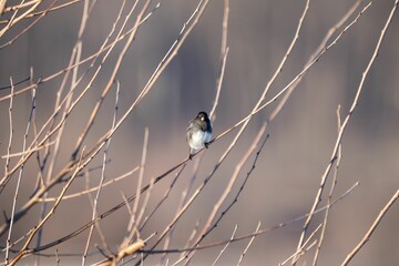 Bird perched on bare winter branches.