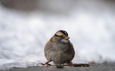 Sparrow on Snowy Ground