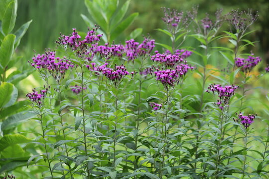 Vernonia crinita. Violet flower in the garden.