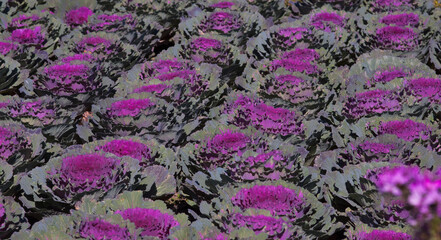 Close-up of vibrant purple cabbage flowerheads showcases intricate textures and swirling leaves,...