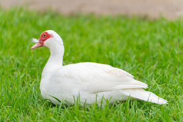 Muscovy duck